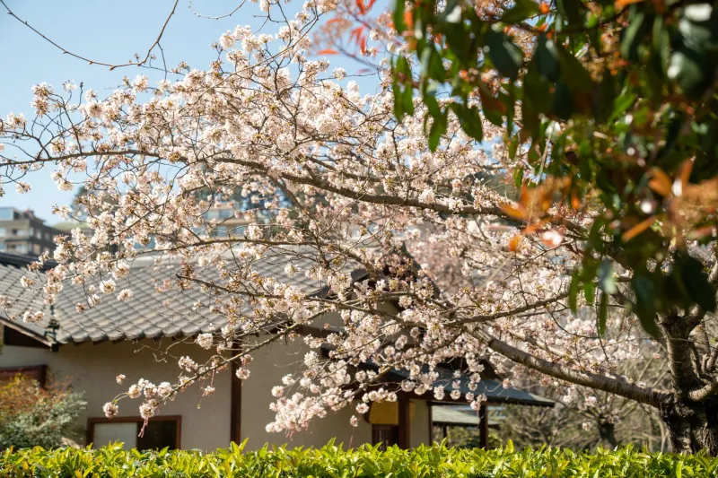 Thinking in Seasons: The Japanese Aesthetic Framework That Replaces 'Fix It' With 'Flow With It'